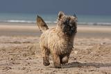 CAIRN TERRIER 372